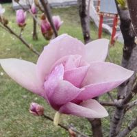 評論圖片 7