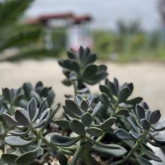 岳西黄尾山林土鸡农家乐 User Photo