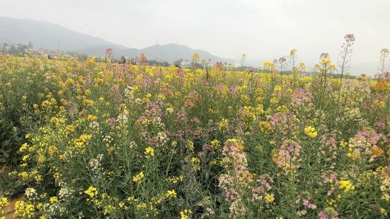 景色真美，漫山遍野的黄灿灿的油菜花，简直就像置身于黄色的海洋