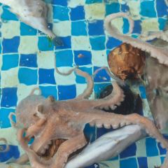 金红太阳饺子城(胜利街店) User Photo