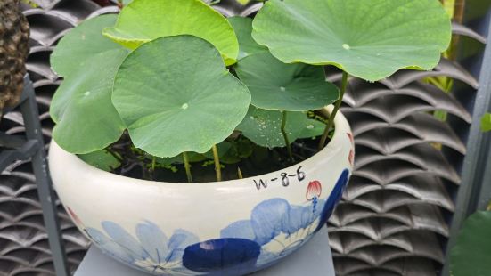 洪湖公园，是深圳的老牌公园之一。地铁水贝步行十分钟可到。洪湖