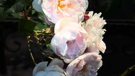 2025台北玫瑰園的玫瑰花季，展示數百種品項各異的玫瑰花🌹