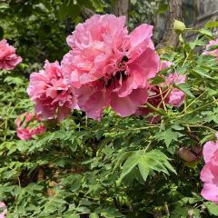 田园村农家乐 User Photo