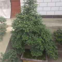 真味居 User Photo