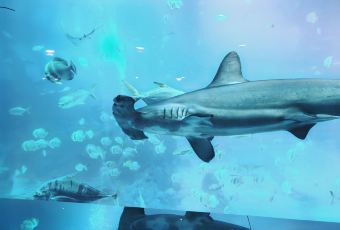 Ocean Restaurant User Photo