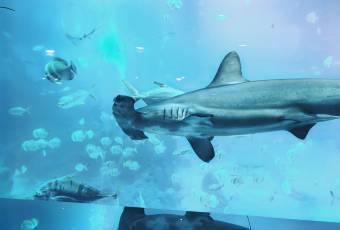 Ocean Restaurant user photo