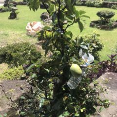 예촌삼계탕 User Photo