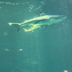 三亚亚龙湾迎宾馆·海洋主题海蓝餐厅 User Photo