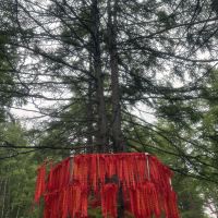 評論圖片 1