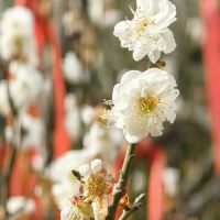 評論圖片 4