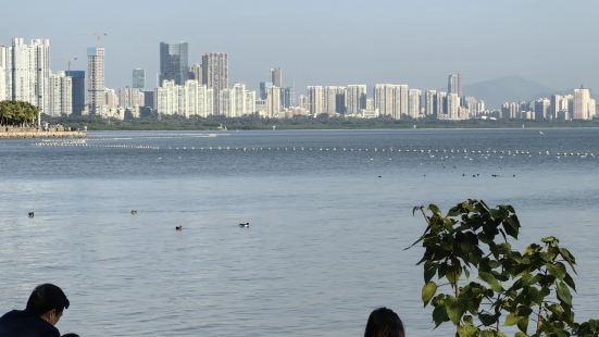 深圳红树林海滨生态公园，一到节假日，游客量经常爆满，游客是被