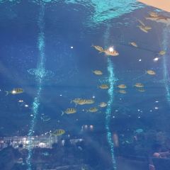 三亞亞龍灣迎賓館·海洋主題海藍餐廳張用戶圖片