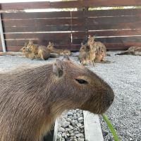 評論圖片 4