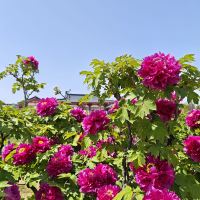 評論圖片 3