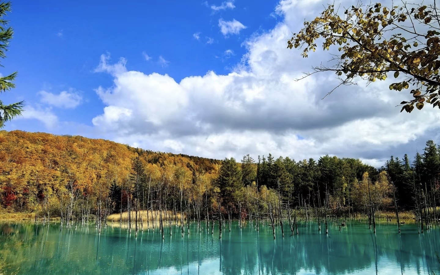 Shirogane Blue Pond (Aoiike) Tickets [2025] - Promos, Prices