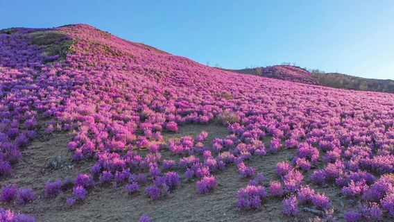 zhong he da jia zi shan du juan po