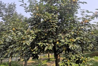 神星柿子沟 User Photo