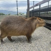 評論圖片 3