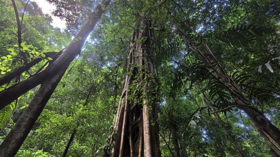 Xishuangbanna Tropical Rain Forest National Park
