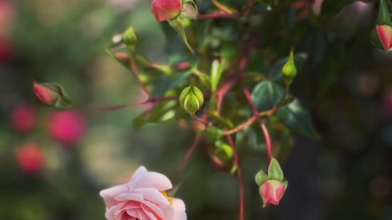 台北玫瑰園春季玫瑰花季（展期至3/31日），園中展示為數眾多