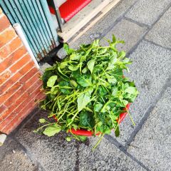 孔庙果汁 User Photo