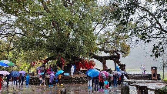 这次由于买了婺源风景区套票才进入，看到大樟树后才发现08年来