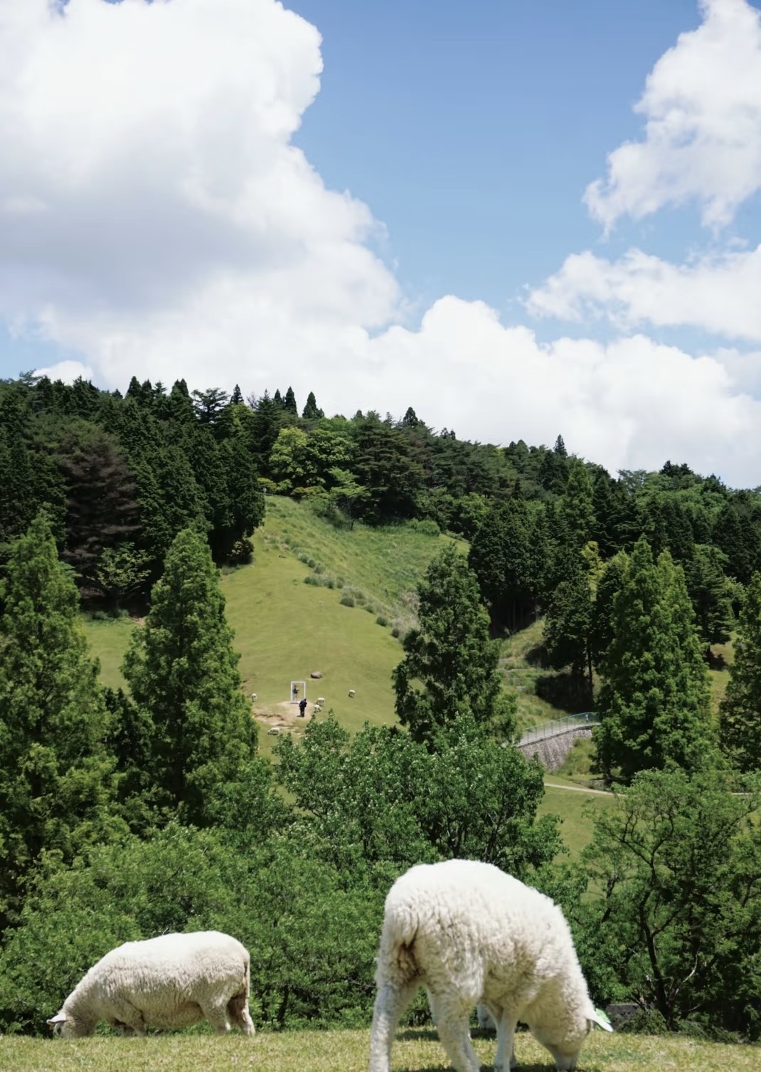 神戶 市立 六甲山 牧場