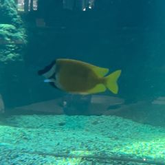 三亚亚龙湾迎宾馆·海洋主题海蓝餐厅 User Photo