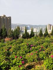 Tianshui Peony Garden