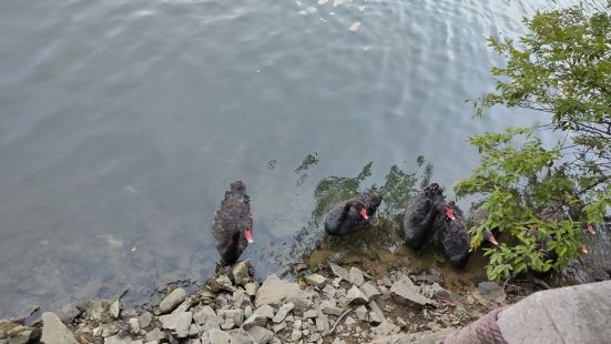 宜兴竹海的镜湖，就在进入景区不远的地方。整个水域面积非常的大