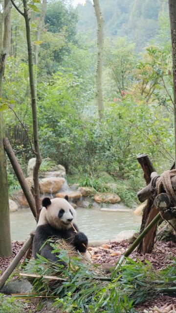 Panda Valley Tickets [2026] - Promos, Prices, Reviews & Opening