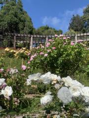 Berkeley Rose Garden