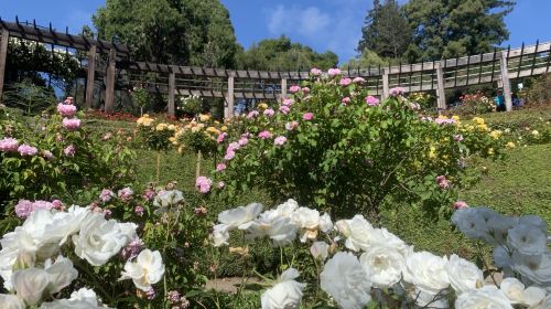 Berkeley Rose Garden