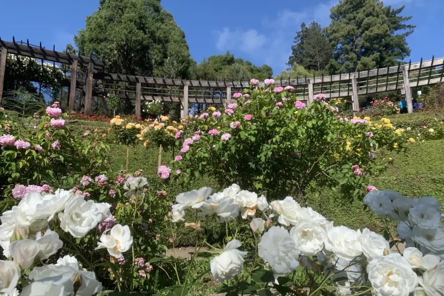 Berkeley Rose Garden