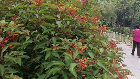 今日白露节气，连绵风雨不订。亚洲艺术公园内仍然娇艳的有醉娇�