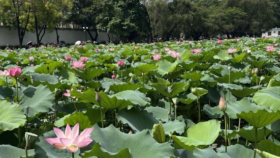 🌿【深圳洪湖公园】夏日顶流！百万荷花绽放+沉浸式国风体验，
