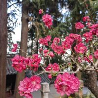 評論圖片 6