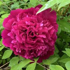 田园村农家乐 User Photo