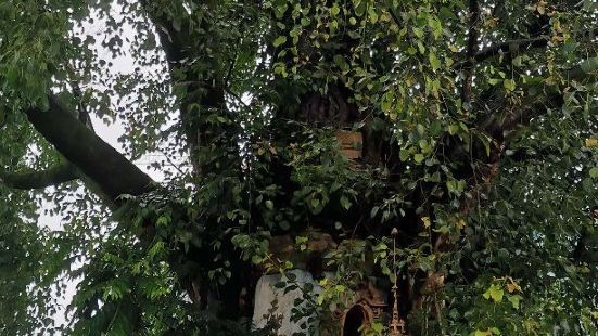 芒市树包塔，时间的产物，自然的力量。