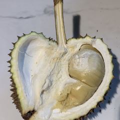 Si Bolang Durian User Photo