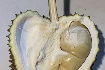 Si Bolang Durian