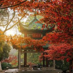 愛晚亭湖鮮食府張用戶圖片