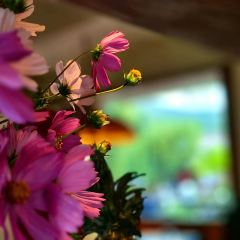 茶马二当家·云南菜·庭院餐厅 User Photo