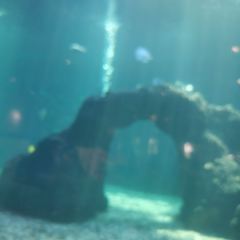 三亞亞龍灣迎賓館·海洋主題海藍餐廳張用戶圖片