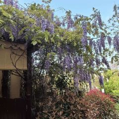 太白山無山居温泉度假酒店·伴山云味 여행 사진