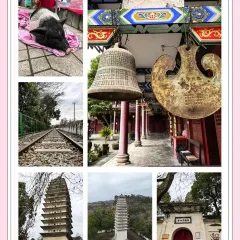 关口黄鲢鱼 User Photo