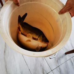 雨晨石锅鱼 User Photo