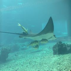 Aqua - Aquarium Restaurant 여행 사진