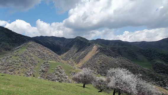 Tuergen Apricot Valley