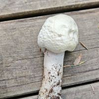 評論圖片 3
